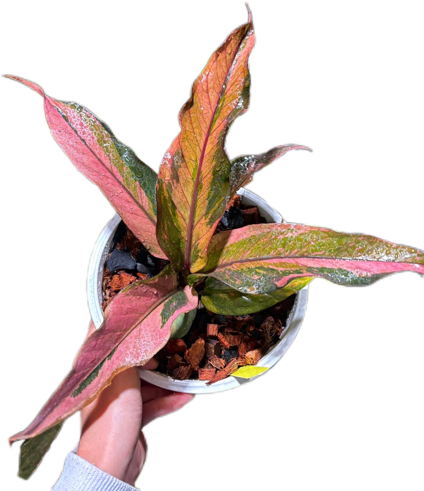 Anthurium Renaissance Variegated (small)