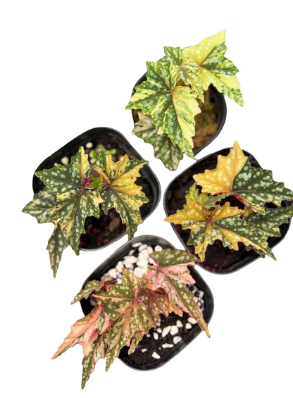 Begonia ‘Izumo no Kiraboshi’ Aurea Variegated – Small Size