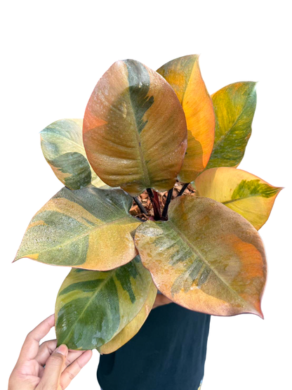 Philodendron ‘Black Cardinal’ Variegated – Big Size (No. 2) – Set of 3 Plants