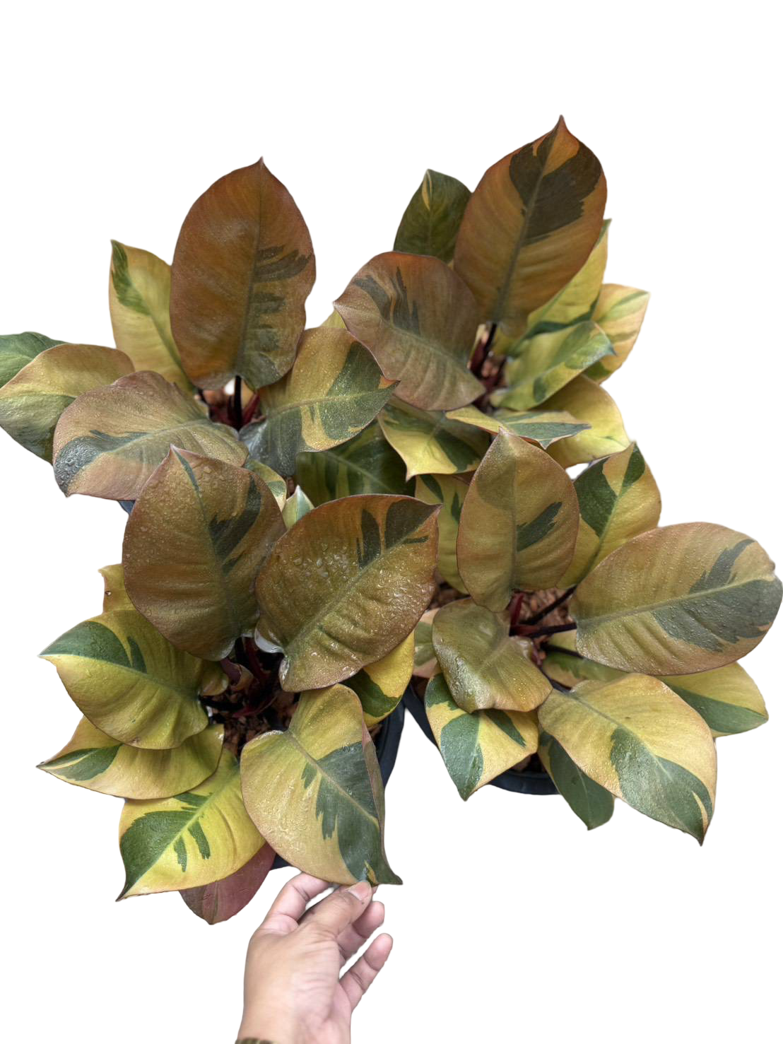 Philodendron ‘Black Cardinal’ Variegated – Big Size (No. 2) – Set of 3 Plants