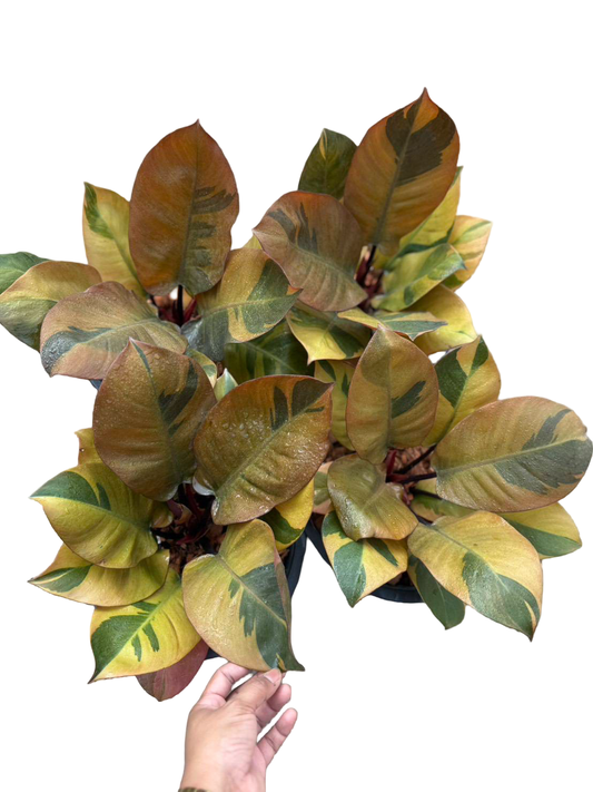 Philodendron ‘Black Cardinal’ Variegated – Big Size (No. 2) – Set of 3 Plants