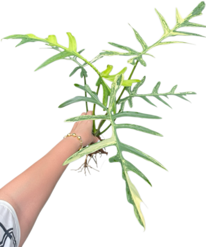 Philodendron “Octopus” (Florida Beauty x Mayoi) x Tortum Wide Form - Rare Collector’s Choice