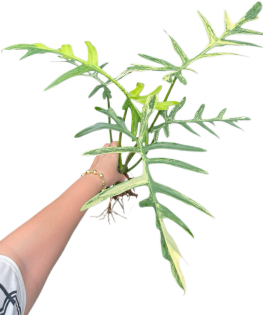 Philodendron “Octopus” (Florida Beauty x Mayoi) x Tortum Wide Form - Rare Collector’s Choice