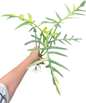 Philodendron “Octopus” (Florida Beauty x Mayoi) x Tortum Wide Form - Rare Collector’s Choice