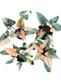 Homalomena Rubescens Pink Diamond Variegated