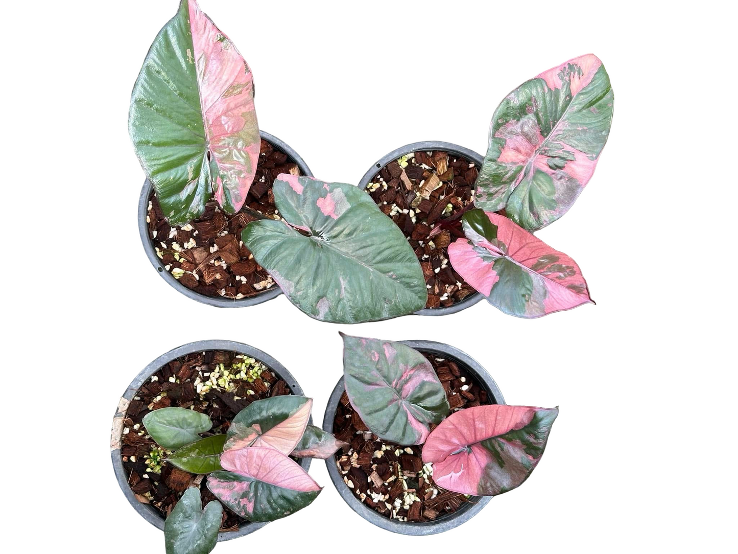 Alocasia ‘Pink Serendipity’ Variegated – Set of 5 Plants