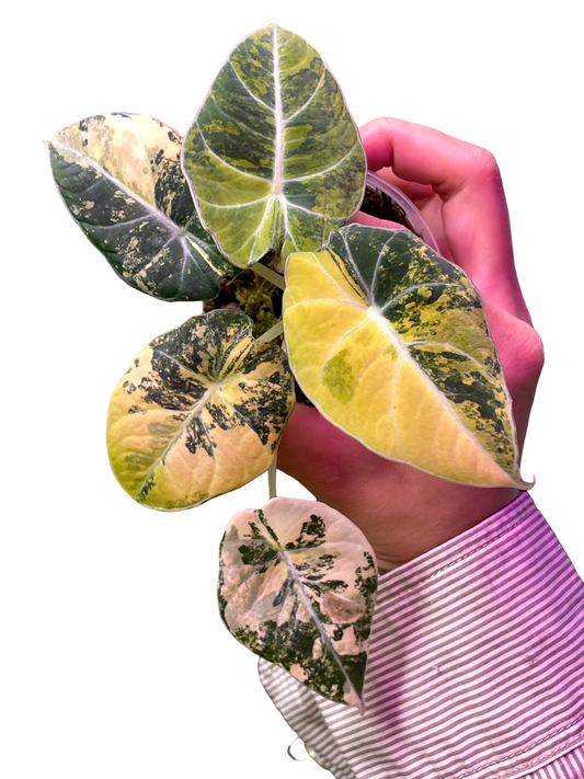 Alocasia Black Velvet “Gold” Variegated