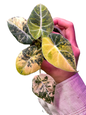 Alocasia Black Velvet “Gold” Variegated