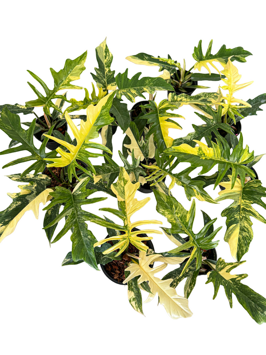 Philodendron Florida Beauty x Tortum Variegated – Set of 10 Plants