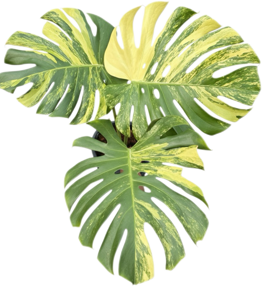 Monstera Deliciosa “Aurea” – Actual Plant
