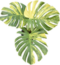 Monstera Deliciosa “Aurea” – Actual Plant