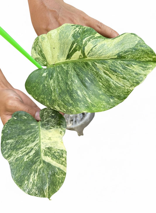 Monstera Deliciosa “Ocean Mint” – Actual Plant