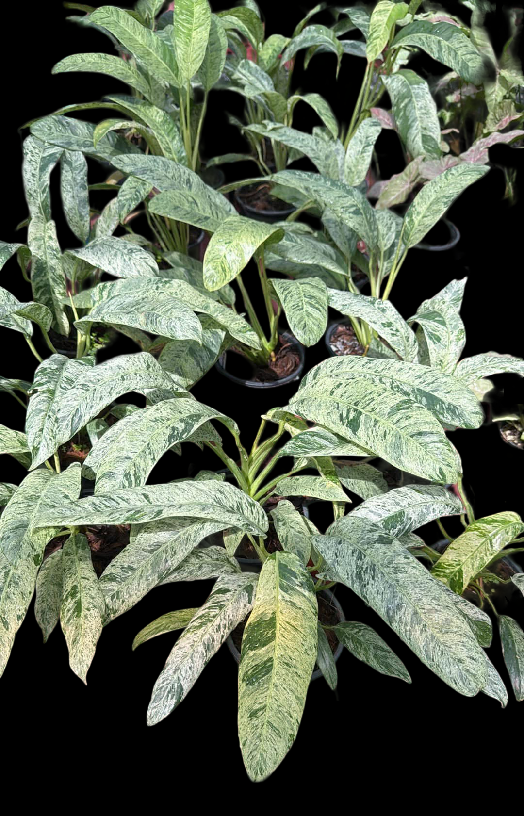 Epipremnum Giganteum Marble Variegated