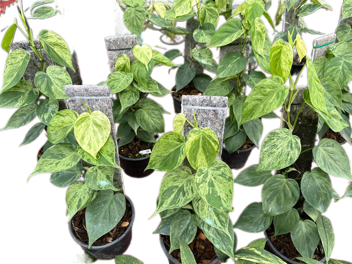 Philodendron Heredaceum “Heartleaf” Variegated