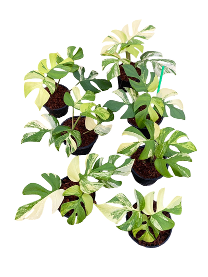Rhaphidophora tetrasperma ‘Ginny’ Aurea Variegated – Set of 5 Plants (Wholesale)