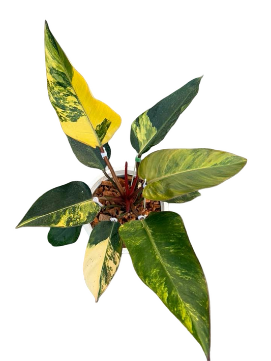 Philodendron ‘Yellow Congo’ Variegated – Set of 5 Plants (Wholesale)