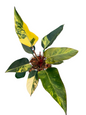 Philodendron ‘Yellow Congo’ Variegated – Set of 5 Plants (Wholesale)