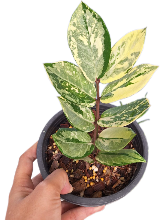 Zamioculcas zamiifolia Aurea Variegated