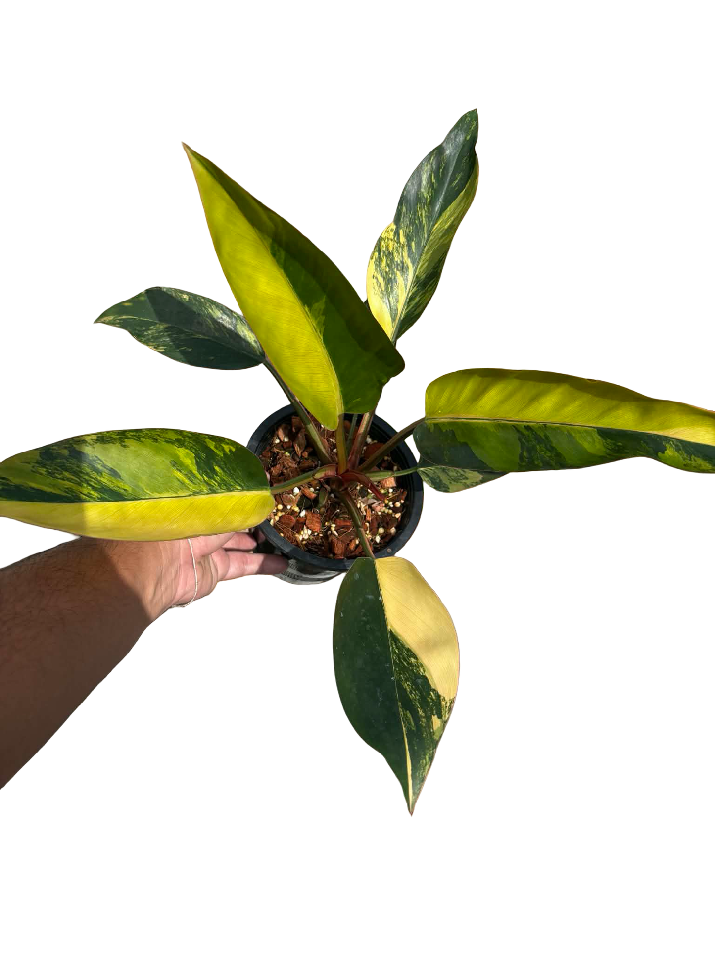 Philodendron ‘Yellow Congo’ Variegated – Set of 5 Plants (Wholesale)