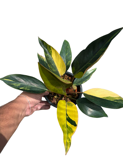Philodendron ‘Yellow Congo’ Variegated – Set of 5 Plants (Wholesale)