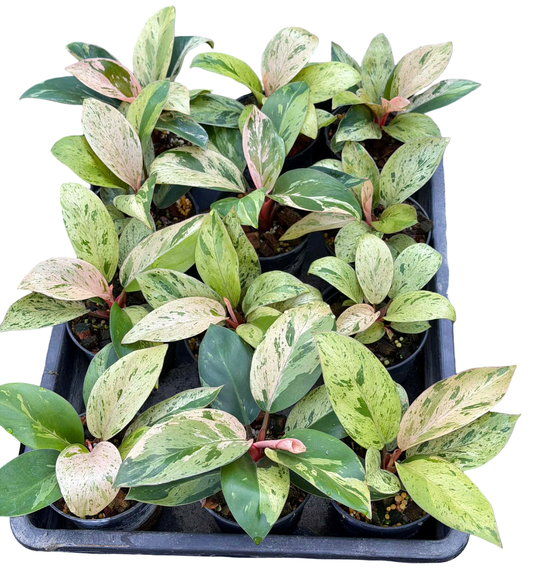 Philodendron Congo Dwarf Variegated Set of 10 Plants