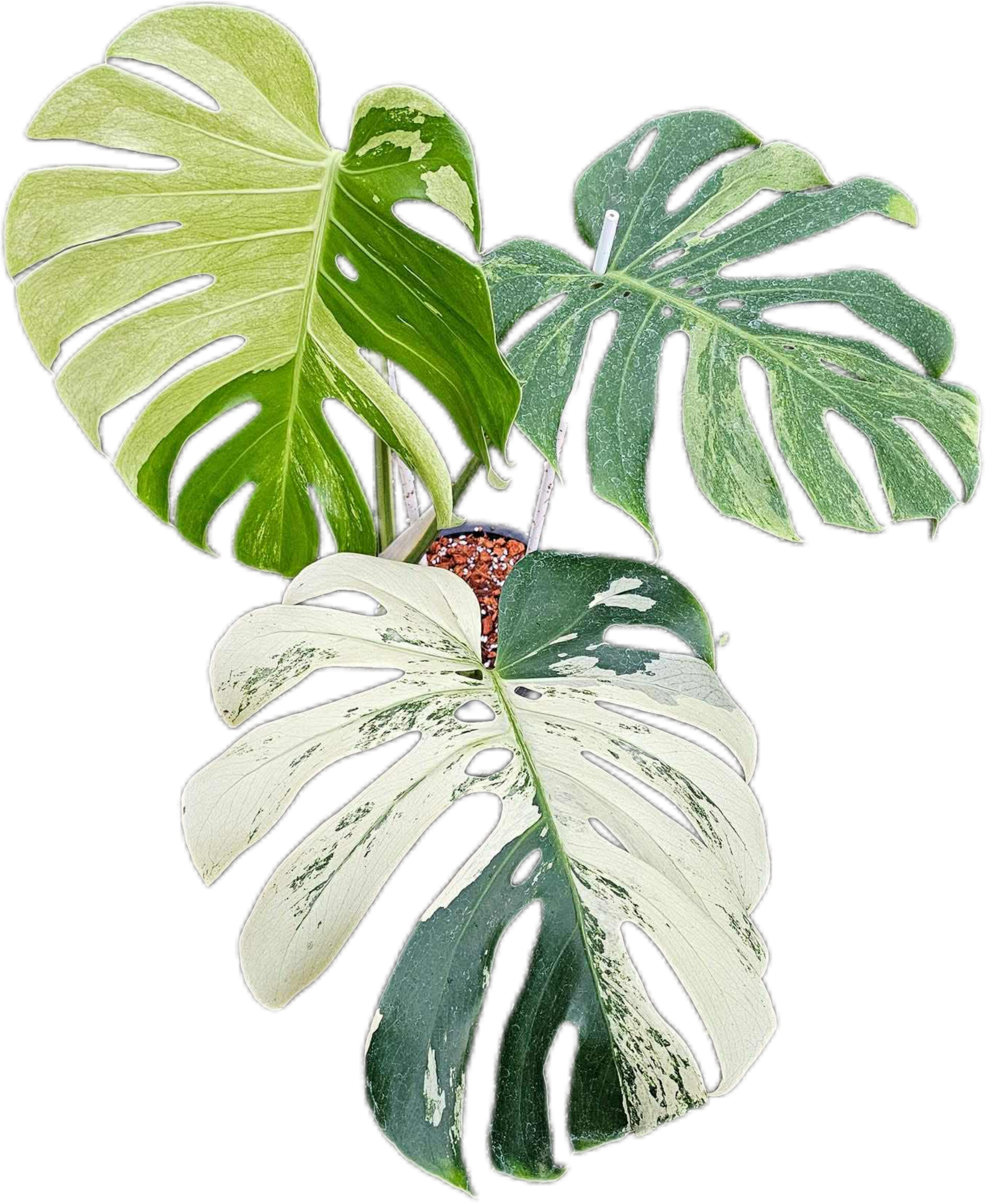 monstera plant green and white Buy Alocasia “Low Rider” Albo Variegated …