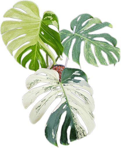 Monstera Deliciosa “White Tear” – Actual Plant (Rare Collector’s Edition)