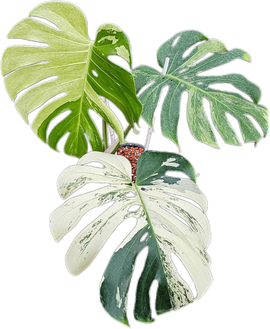 Monstera Deliciosa “White Tear” – Actual Plant (Rare Collector’s Edition)