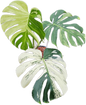 Monstera Deliciosa “White Tear” – Actual Plant (Rare Collector’s Edition)