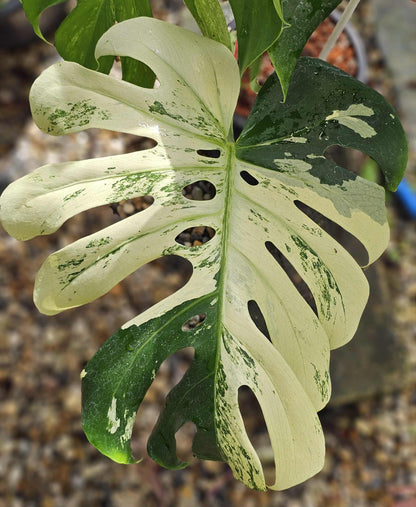 Monstera Deliciosa “White Tear” – Actual Plant (Rare Collector’s Edition)