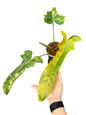 Philodendron Florida Beauty × Patriciae Variegated – Rare Hybrid Collector Grade