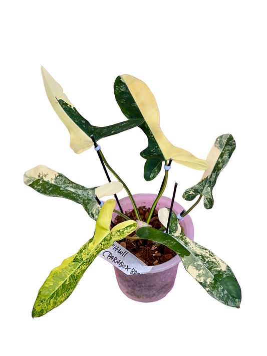 Philodendron Paraiso × Black Billietiae “Pitbull” Variegated – Rare Hybrid Collector Grade