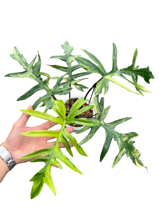 Philodendron (Florida Beauty × Mayoi) × Mayoi Variegated