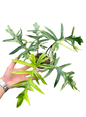 Philodendron (Florida Beauty × Mayoi) × Mayoi Variegated