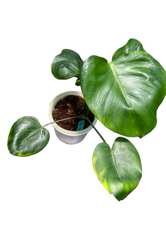Monstera deliciosa “Black Mamba” – Rare Collector Grade