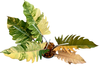 philodendron caramel marble malaysia Buy Philodendron Caramel Marble Variegated