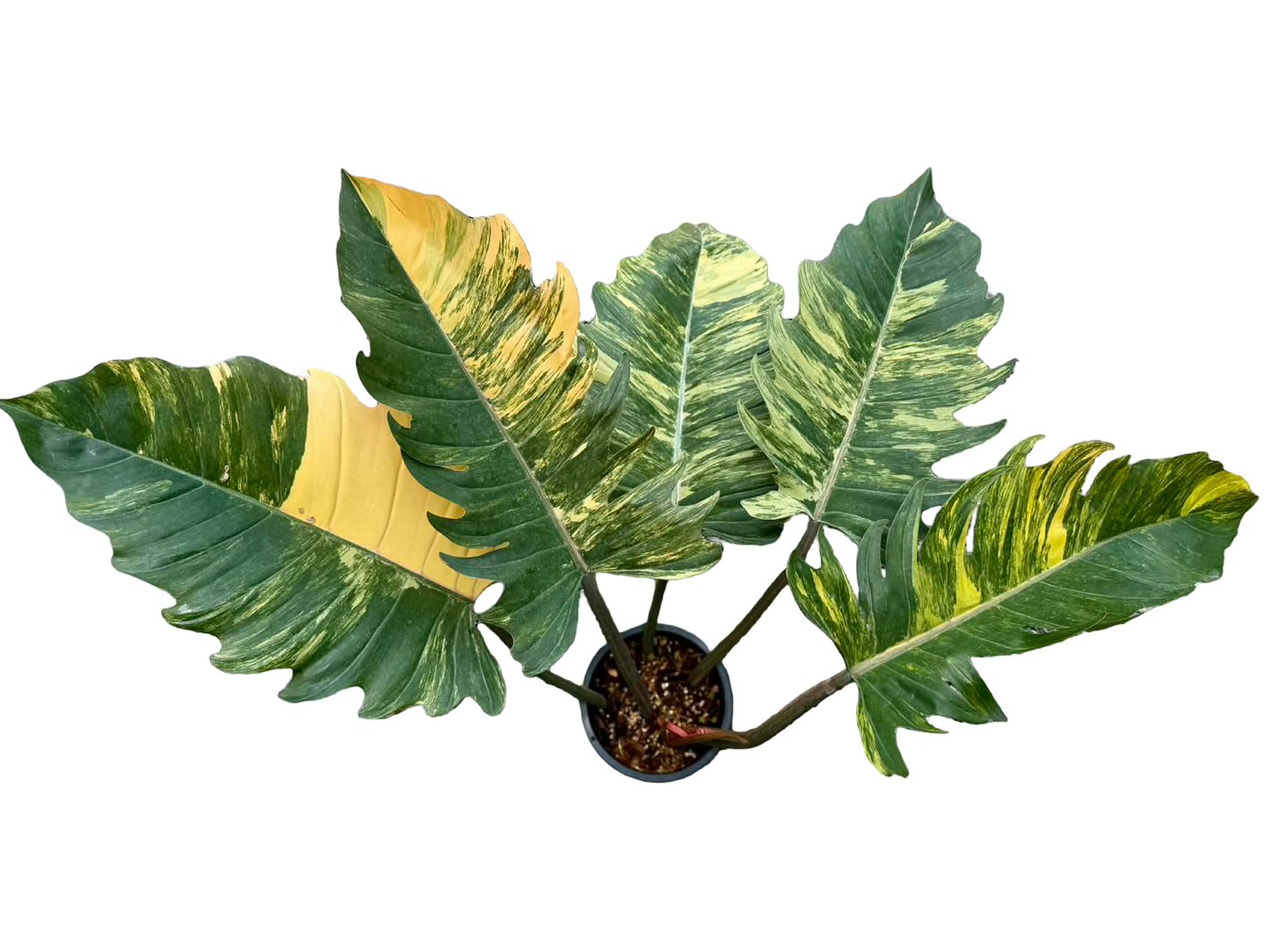caramel marble philodendron price philippines Buy Philodendron Caramel Marble Variegated