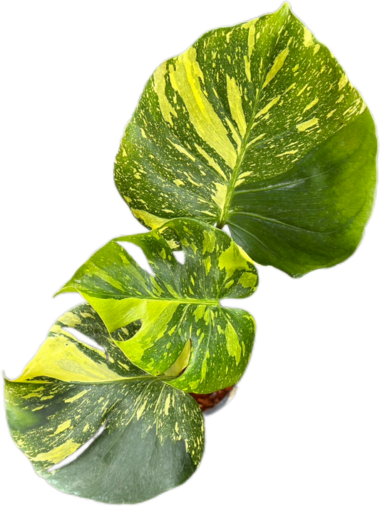 Monstera Deliciosa “Electro Light (Electrolight)” – Actual Plant