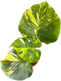 Monstera Deliciosa “Electro Light (Electrolight)” – Actual Plant