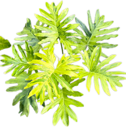 Philodendron Selloum Aurea Variegated – Actual Plant