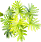 Philodendron Selloum Aurea Variegated – Actual Plant