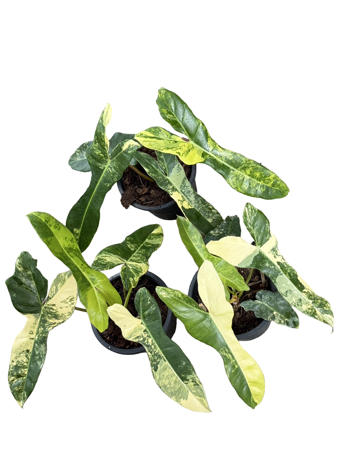 Philodendron Jennifer (Billietiae × Florida Beauty) — Set of 3 Plants