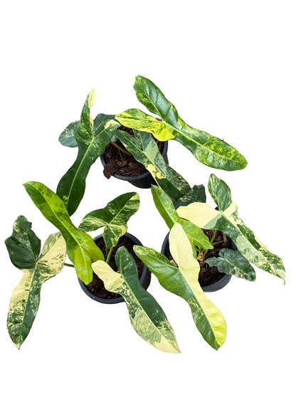 Philodendron Jennifer (Billietiae × Florida Beauty) — Set of 3 Plants