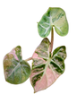 Alocasia Heart Balloon Pink Variegated