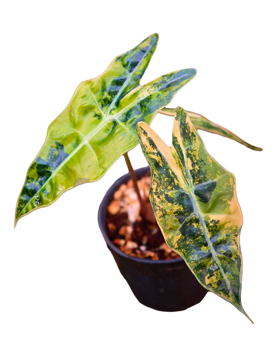 Alocasia Pseudo Sanderiana Aurea Variegated