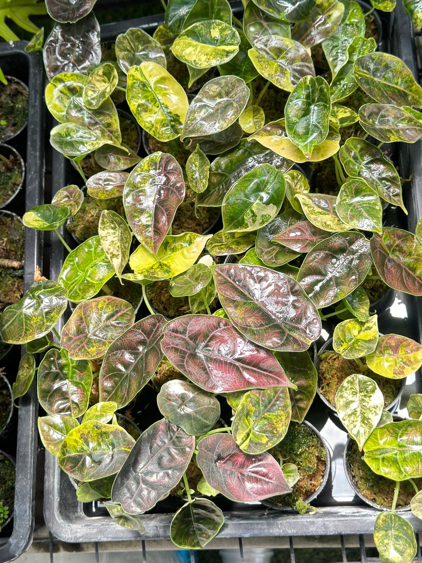 Alocasia Azlanii ‘Aurea Variegated’ — Set of 5 Plants