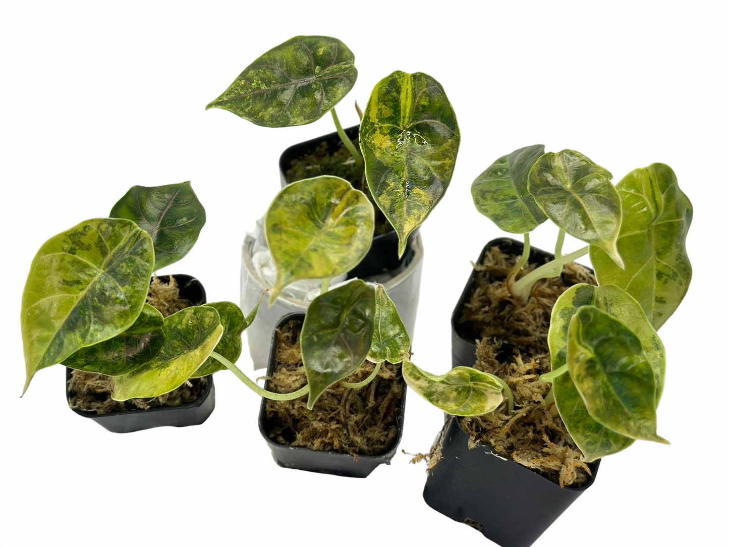 Alocasia Azlanii ‘Aurea Variegated’ — Set of 5 Plants