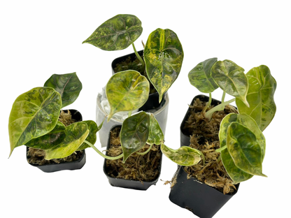 Alocasia Azlanii ‘Aurea Variegated’ — Set of 5 Plants