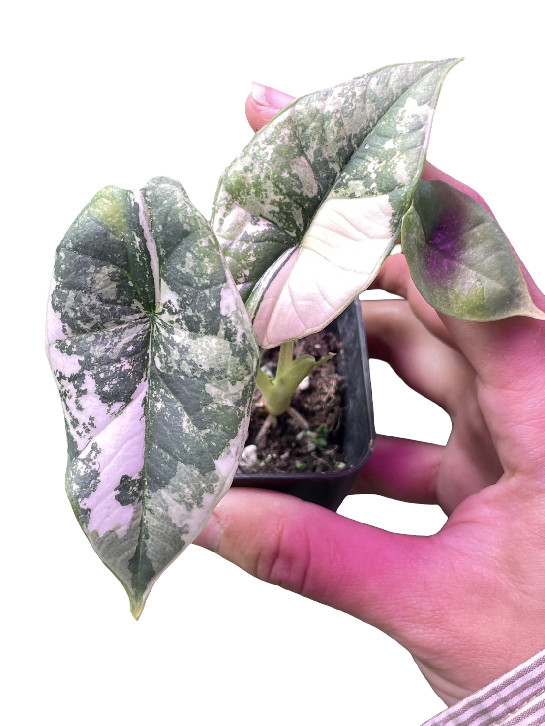 Alocasia Bisma (Platinum) Variegated