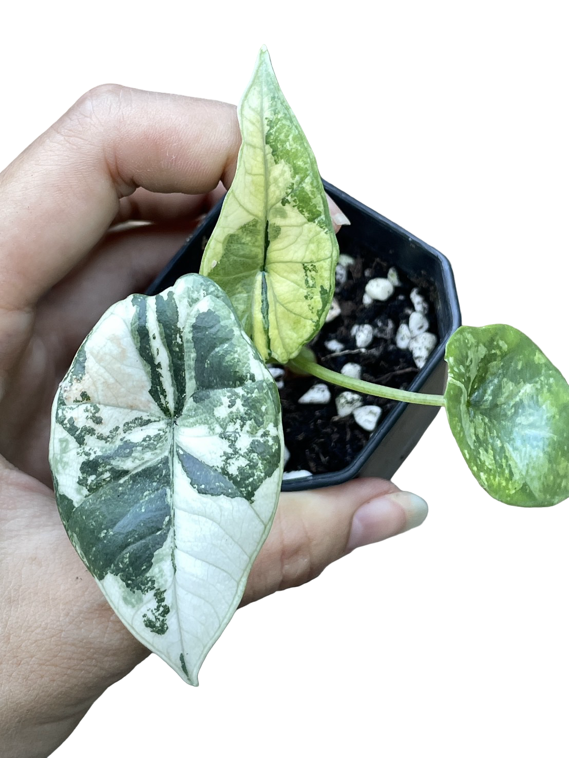 Alocasia Bisma (Platinum) Variegated